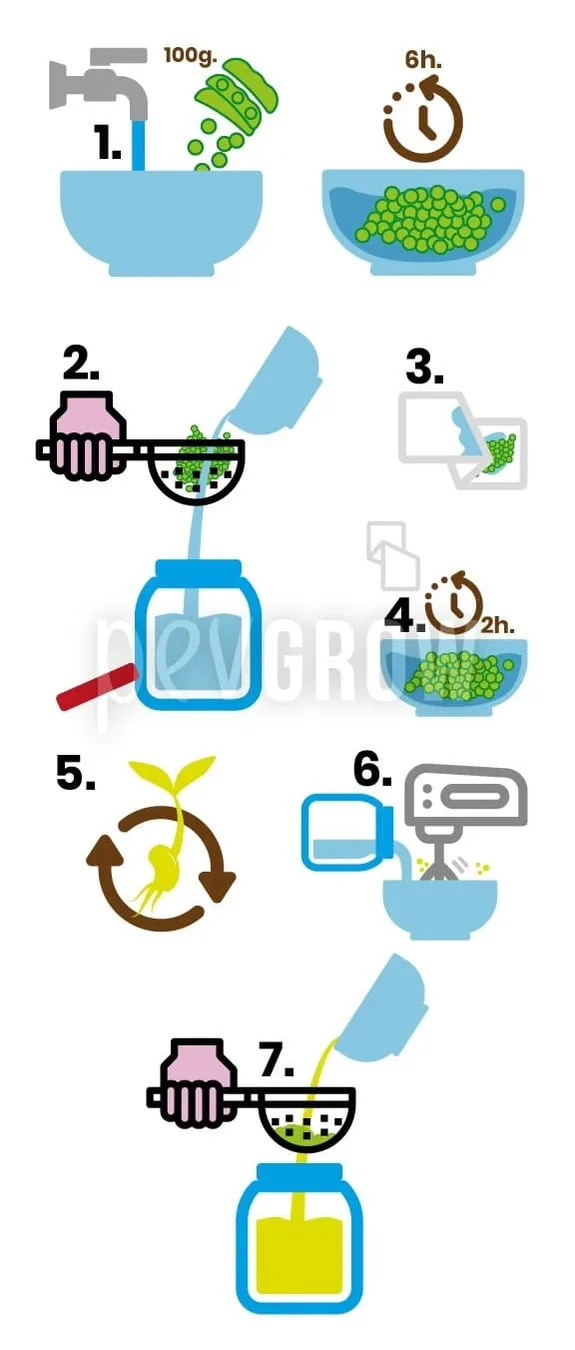 Infografía en siete pasos con legumbres en remojo, colado, germinación, batido y filtrado del líquido en un tarro. Infografía en siete pasos con legumbres en remojo, colado, germinación, batido y filtrado del líquido en un tarro.