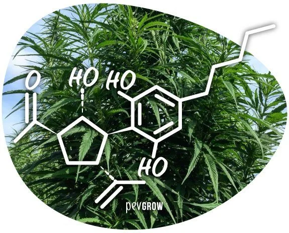 Fórmula estructural en blanco de la cannabimovona superpuesta a una fotografía de plantas de cannabis.