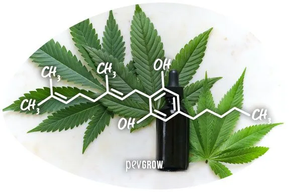 Fórmula química en blanco superpuesta a hojas de cannabis y un frasco oscuro con cuentagotas, sobre fondo claro. Fórmula química en blanco superpuesta a hojas de cannabis y un frasco oscuro con cuentagotas, sobre fondo claro.