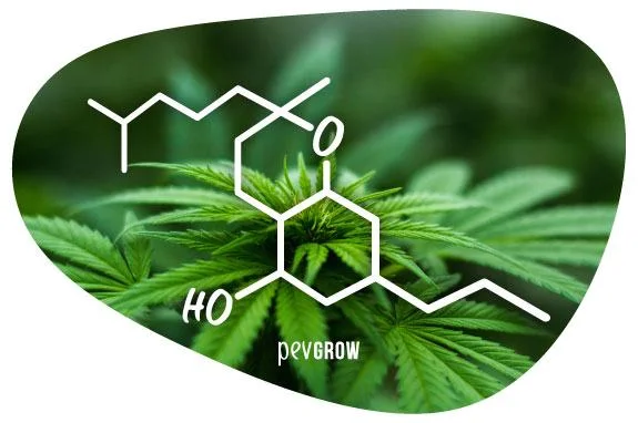 Diagrama molecular blanco sobre un primer plano de hojas verdes de cannabis, en un recorte de bordes redondeados.