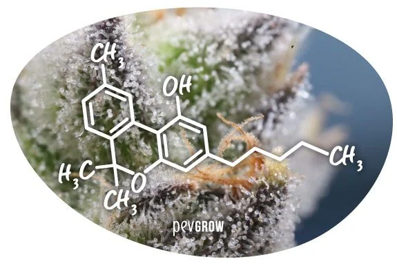 Estructura química blanca superpuesta a un detalle de una flor de cannabis con abundantes tricomas y filamentos anaranjados. Estructura química blanca superpuesta a un detalle de una flor de cannabis con abundantes tricomas y filamentos anaranjados.