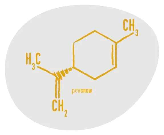 Diagrama molecular del limoneno en amarillo sobre fondo gris, con un anillo de seis vértices y grupos CH₃ y CH₂. Diagrama molecular del limoneno en amarillo sobre fondo gris, con un anillo de seis vértices y grupos CH₃ y CH₂.