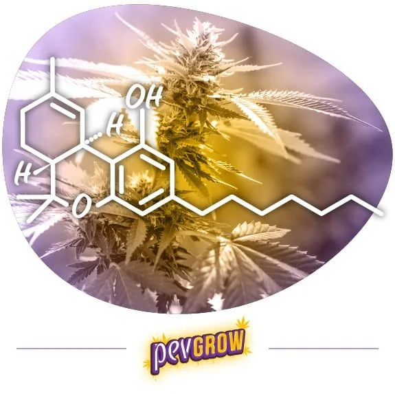 Estructura molecular blanca superpuesta a una planta de cannabis en flor, dentro de un óvalo con tonos violetas y dorados.