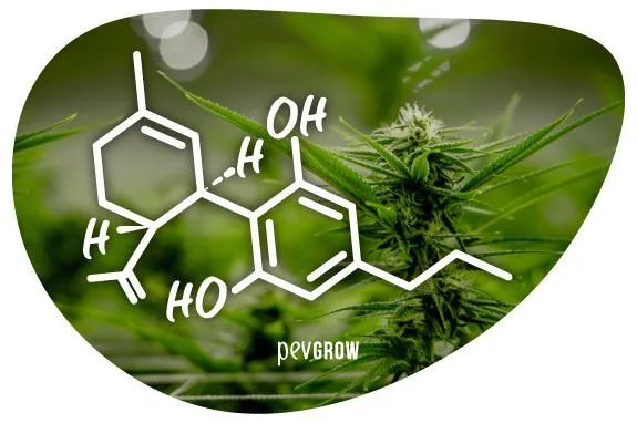 Fórmula química dibujada en blanco sobre una fotografía de una flor de cannabis, en un marco de contorno redondeado irregular. Fórmula química dibujada en blanco sobre una fotografía de una flor de cannabis, en un marco de contorno redondeado irregular.