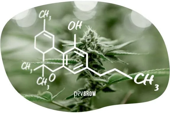 Estructura química blanca superpuesta a una flor de cannabis central, con hojas alargadas y fondo verde desenfocado. Estructura química blanca superpuesta a una flor de cannabis central, con hojas alargadas y fondo verde desenfocado.