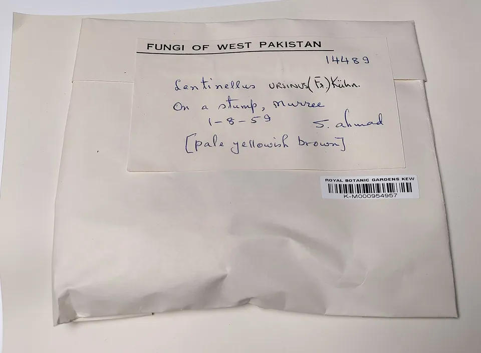 Sobre de papel crema con etiqueta manuscrita en tinta azul que dice «On a stump, Murree», la fecha 1-8-59 y un nombre de colector, con un código de barras de Kew. Sobre de papel crema con etiqueta manuscrita en tinta azul que dice «On a stump, Murree», la fecha 1-8-59 y un nombre de colector, con un código de barras de Kew.