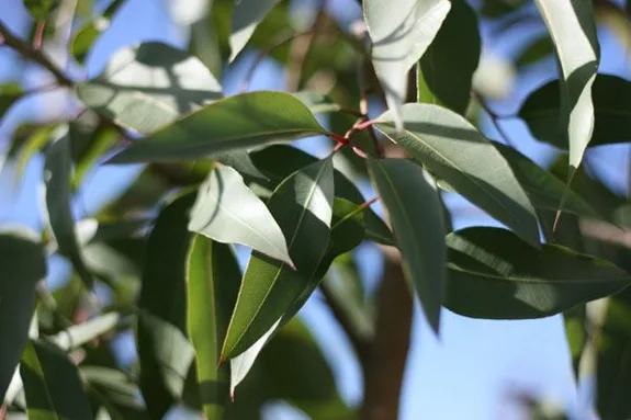 Ramas con hojas de eucalipto alargadas y puntiagudas, iluminadas por el sol, con cielo azul y vegetación desenfocada al fondo.