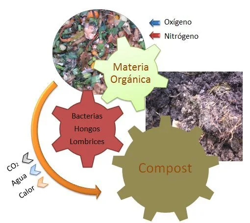 Diagrama del compostaje con engranajes de materia orgánica, bacterias, hongos y lombrices, y flechas de oxígeno, nitrógeno y emisiones. Diagrama del compostaje con engranajes de materia orgánica, bacterias, hongos y lombrices, y flechas de oxígeno, nitrógeno y emisiones.