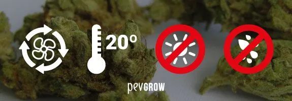 Gráfico sobre cogollos de cannabis con iconos de ventilación, termómetro a 20° y símbolos de sol y gotas tachados en rojo.