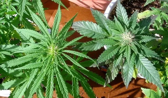 Dos plantas de cannabis vistas desde arriba: una con hojas estrechas y alargadas y otra con hojas más anchas y una flor central. Dos plantas de cannabis vistas desde arriba: una con hojas estrechas y alargadas y otra con hojas más anchas y una flor central.