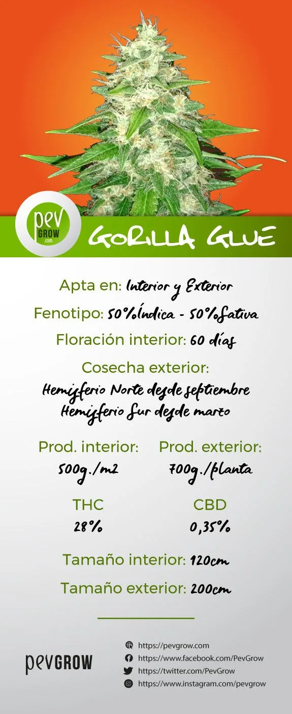 Ficha de Gorilla Glue con un cogollo sobre fondo naranja y datos de floración, cosecha, producción, THC, CBD y altura. Ficha de Gorilla Glue con un cogollo sobre fondo naranja y datos de floración, cosecha, producción, THC, CBD y altura.