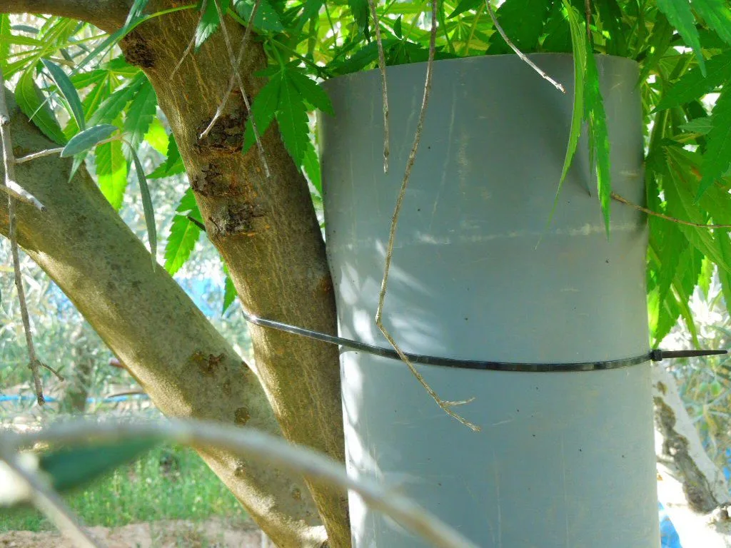 Recipiente cilíndrico gris sujeto junto al tronco de un árbol con una brida negra, entre hojas y ramas. Recipiente cilíndrico gris sujeto junto al tronco de un árbol con una brida negra, entre hojas y ramas.