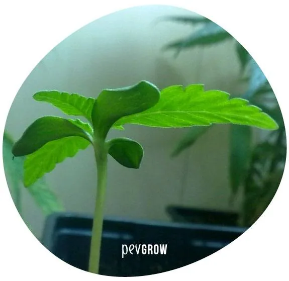 Plántula de cannabis vista de cerca, con tallo fino, hojas inferiores redondeadas y hojas superiores dentadas en un recorte circular.
