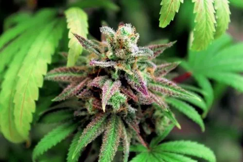 Primer plano de una flor de cannabis con hojas verdes y moradas, pequeños filamentos anaranjados y abundantes tricomas claros.