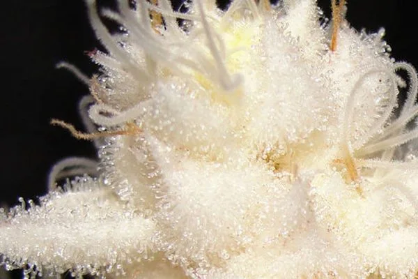 Detalle macro de una flor de cannabis muy pálida, cubierta de tricomas brillantes y filamentos blancos, sobre fondo negro.