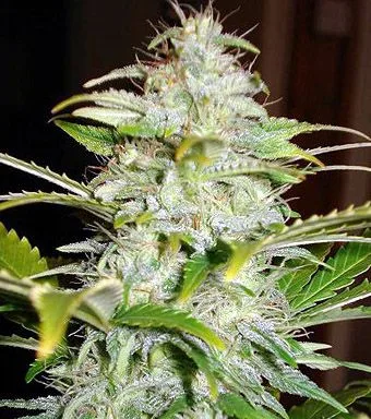 Primer plano de una flor alargada de cannabis, con abundantes filamentos claros y pequeñas hojas cubiertas de puntos blanquecinos. Primer plano de una flor alargada de cannabis, con abundantes filamentos claros y pequeñas hojas cubiertas de puntos blanquecinos.