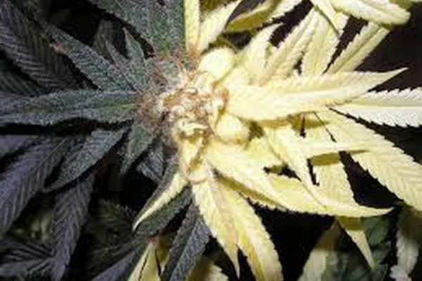 Vista cercana de una flor de cannabis rodeada de hojas oscuras a la izquierda y hojas de color amarillo muy pálido a la derecha.