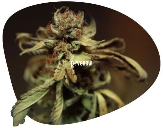 Primer plano de una flor de cannabis rodeada de hojas amarillentas y marrones, curvadas y con bordes secos.