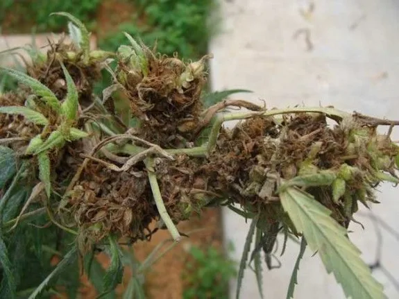 Primer plano de flores de cannabis con abundante tejido pardo y seco, entre hojas verdes curvadas y marchitas.