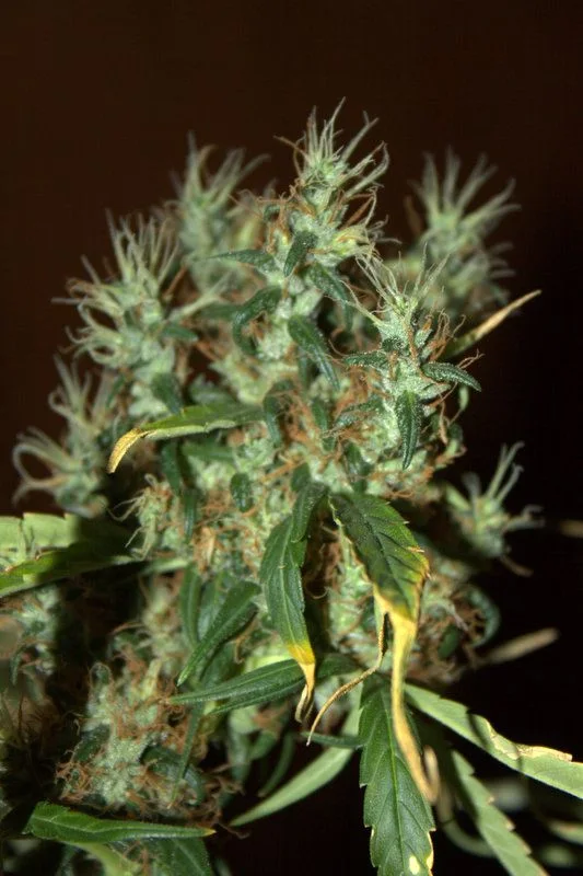 Primer plano de flores de cannabis con pistilos claros y anaranjados, rodeadas de hojas verdes con algunas puntas amarillas sobre fondo oscuro.