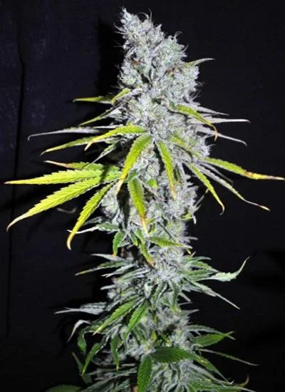Rama vertical de cannabis con flores de aspecto blanquecino y hojas estrechas verdes y amarillas, recortada sobre un fondo negro.