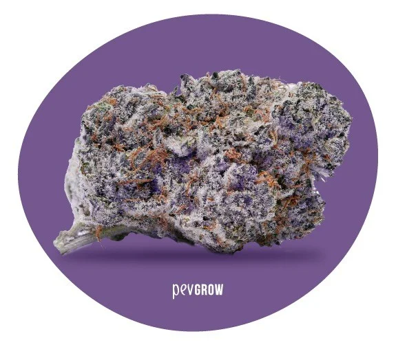 Cogollo de cannabis con tonos morados, superficie blanquecina y pistilos anaranjados sobre un círculo violeta con el logotipo Pevgrow.