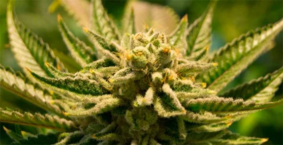 Primer plano de una flor de cannabis con filamentos claros y anaranjados, rodeada de hojas dentadas y pequeños puntos brillantes. Primer plano de una flor de cannabis con filamentos claros y anaranjados, rodeada de hojas dentadas y pequeños puntos brillantes.