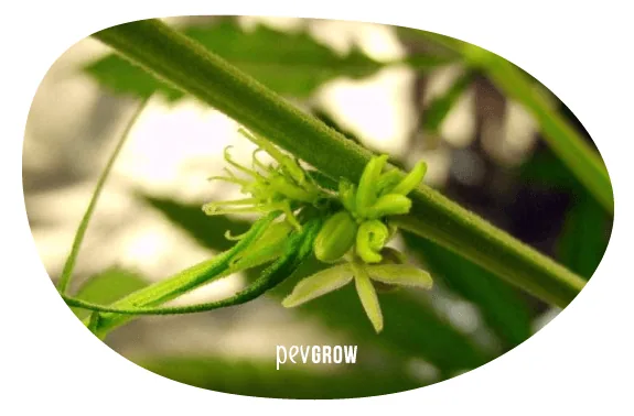 Detalle de flores de cannabis con filamentos claros y estructuras verdes alargadas junto al tallo, en un recorte ovalado. Detalle de flores de cannabis con filamentos claros y estructuras verdes alargadas junto al tallo, en un recorte ovalado.