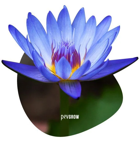 Flor abierta de loto azul con pétalos azul violáceo y centro amarillo, recortada sobre fondo blanco con el texto «pevgrow» debajo. Flor abierta de loto azul con pétalos azul violáceo y centro amarillo, recortada sobre fondo blanco con el texto «pevgrow» debajo.