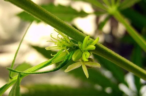 Primer plano de un nudo de cannabis con filamentos claros, estructuras florales verdes y una flor abierta bajo el tallo diagonal. Primer plano de un nudo de cannabis con filamentos claros, estructuras florales verdes y una flor abierta bajo el tallo diagonal.