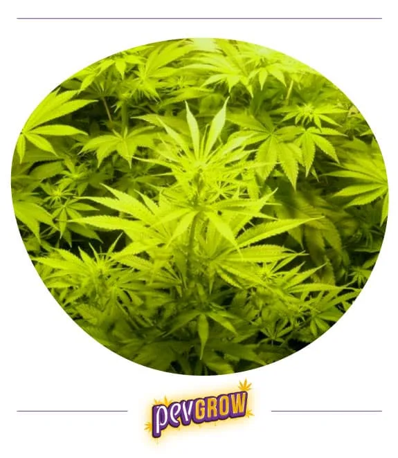 Vista de varias plantas de cannabis con hojas estrechas y flores en formación bajo una intensa iluminación amarillenta. Vista de varias plantas de cannabis con hojas estrechas y flores en formación bajo una intensa iluminación amarillenta.