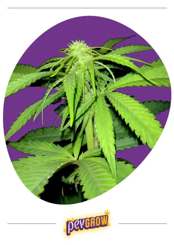 Tallo de cannabis con hojas verdes dentadas y pequeñas flores con pistilos blancos en la punta, sobre fondo morado. Tallo de cannabis con hojas verdes dentadas y pequeñas flores con pistilos blancos en la punta, sobre fondo morado.