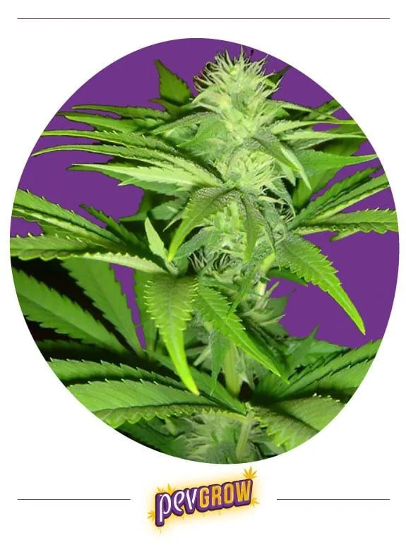Rama de cannabis con varias agrupaciones de flores y pistilos blancos a lo largo del tallo, rodeadas de hojas sobre fondo morado. Rama de cannabis con varias agrupaciones de flores y pistilos blancos a lo largo del tallo, rodeadas de hojas sobre fondo morado.