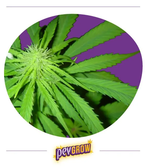 Detalle de la punta de una planta de cannabis con numerosos pistilos blancos y hojas verdes alargadas sobre fondo morado. Detalle de la punta de una planta de cannabis con numerosos pistilos blancos y hojas verdes alargadas sobre fondo morado.