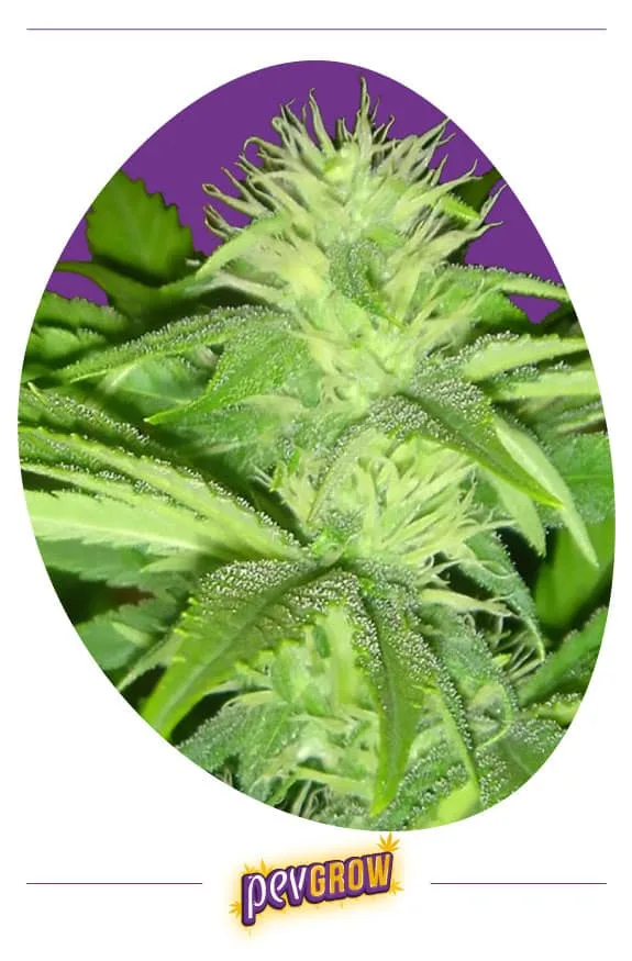 Primer plano de flores de cannabis con abundantes pistilos claros y pequeños tricomas visibles en las hojas, sobre fondo morado. Primer plano de flores de cannabis con abundantes pistilos claros y pequeños tricomas visibles en las hojas, sobre fondo morado.