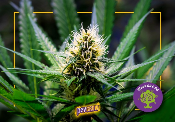 Cogollo de cannabis con largos pistilos blancos y amarillentos entre hojas verdes, enmarcado en amarillo con el rótulo «Week 03 & 04». Cogollo de cannabis con largos pistilos blancos y amarillentos entre hojas verdes, enmarcado en amarillo con el rótulo «Week 03 & 04».