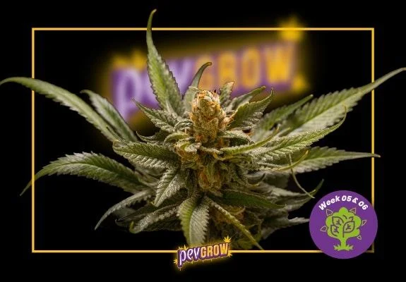 Cogollo de cannabis con pistilos anaranjados y hojas cubiertas de tricomas sobre fondo negro, con el rótulo «Week 05 & 06».