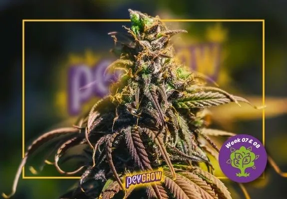 Cogollo de cannabis con pistilos anaranjados y hojas oscuras de tonos morados, dentro de un marco amarillo con el rótulo «Week 07 & 08». Cogollo de cannabis con pistilos anaranjados y hojas oscuras de tonos morados, dentro de un marco amarillo con el rótulo «Week 07 & 08».