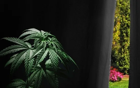 Planta de cannabis en un interior oscuro junto a unas cortinas entreabiertas, con una franja de jardín iluminado al fondo. Planta de cannabis en un interior oscuro junto a unas cortinas entreabiertas, con una franja de jardín iluminado al fondo.