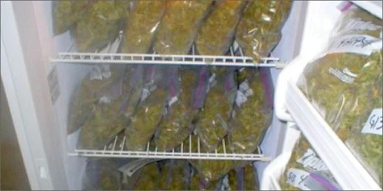 Interior de un congelador con bolsas transparentes de flores de cannabis apiladas en los estantes y en los compartimentos de la puerta. Interior de un congelador con bolsas transparentes de flores de cannabis apiladas en los estantes y en los compartimentos de la puerta.
