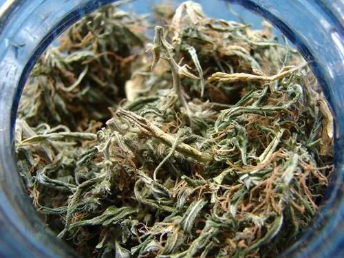 Primer plano de flores y hojas secas de cannabis con tallos entrelazados dentro de un tarro de borde azul. Primer plano de flores y hojas secas de cannabis con tallos entrelazados dentro de un tarro de borde azul.