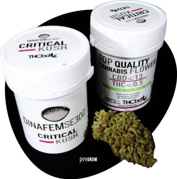 Dos botes blancos con etiquetas Critical Kush y CBD 13, junto a una flor de cannabis sobre fondo negro. Dos botes blancos con etiquetas Critical Kush y CBD 13, junto a una flor de cannabis sobre fondo negro.
