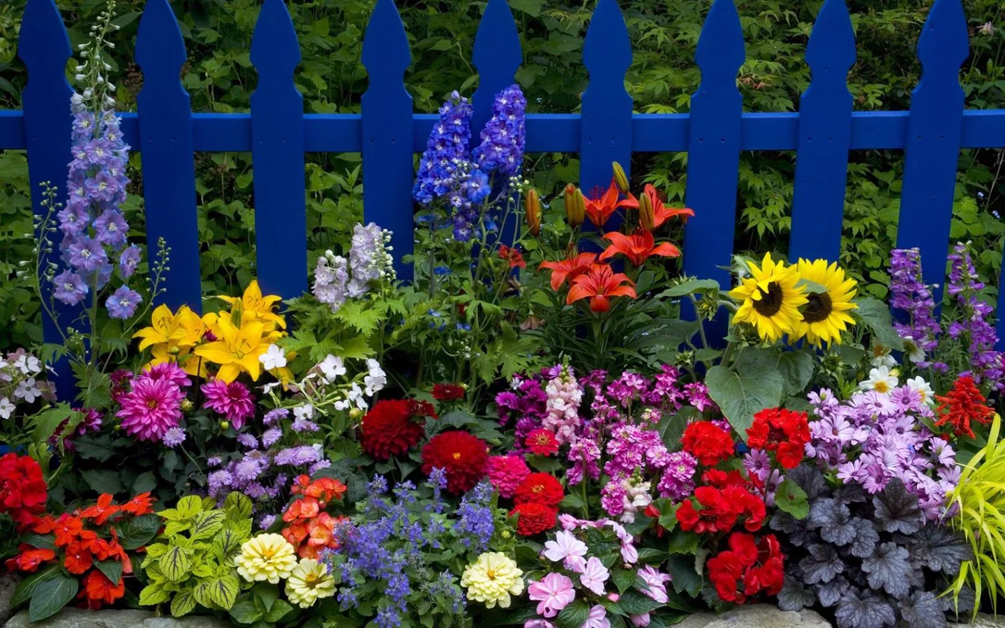 Macizo de flores amarillas, rojas, rosas, blancas y violetas, con girasoles y espigas altas frente a una valla azul. Macizo de flores amarillas, rojas, rosas, blancas y violetas, con girasoles y espigas altas frente a una valla azul.
