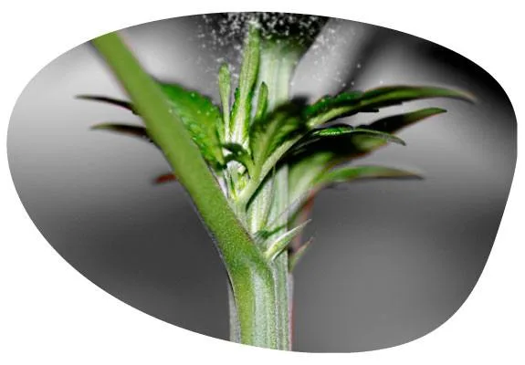 Primer plano de un nudo de una planta de cannabis, con pequeñas estructuras verdes agrupadas entre el tallo y las hojas. Primer plano de un nudo de una planta de cannabis, con pequeñas estructuras verdes agrupadas entre el tallo y las hojas.