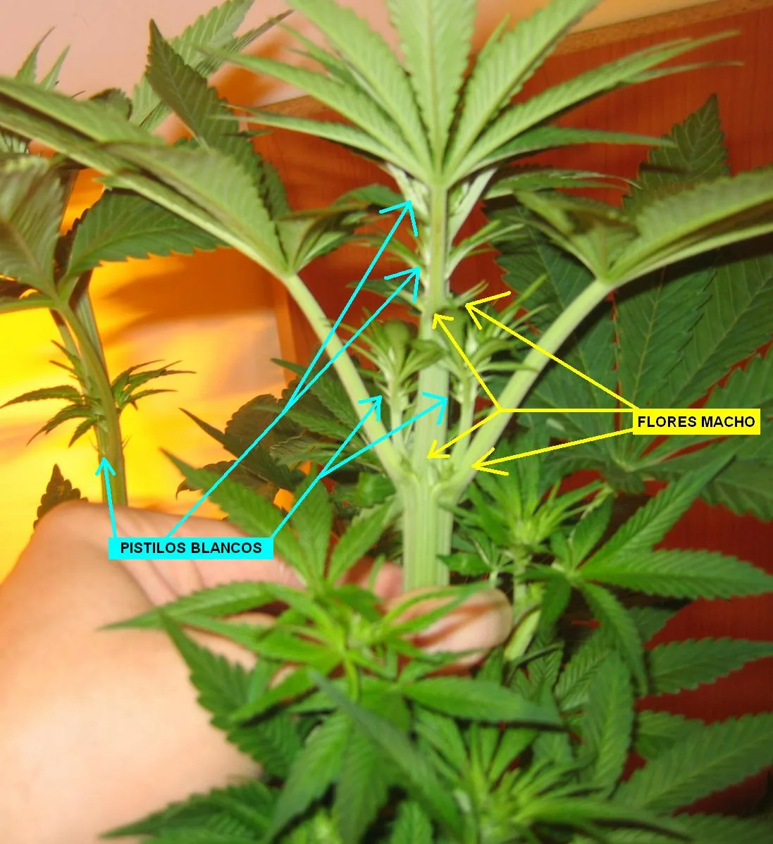 Planta de cannabis sostenida con una mano, con flechas que señalan pistilos blancos y flores masculinas en sus nudos. Planta de cannabis sostenida con una mano, con flechas que señalan pistilos blancos y flores masculinas en sus nudos.