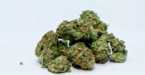 Grupo de cogollos secos de cannabis, verdes y con filamentos anaranjados, apilados sobre un fondo blanco. Grupo de cogollos secos de cannabis, verdes y con filamentos anaranjados, apilados sobre un fondo blanco.
