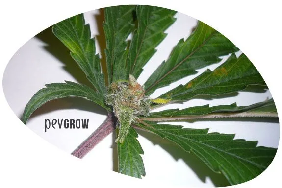 Detalle de una hoja de cannabis con una pequeña formación floral en la unión de sus folíolos y un pecíolo de tono morado.
