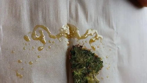 Flor de cannabis aplanada sobre papel blanco, rodeada de gotas y regueros de resina de color dorado. Flor de cannabis aplanada sobre papel blanco, rodeada de gotas y regueros de resina de color dorado.