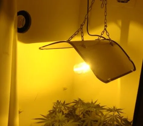 Foco encendido con reflector suspendido por cadenas sobre plantas de cannabis, bajo una intensa luz amarilla. Foco encendido con reflector suspendido por cadenas sobre plantas de cannabis, bajo una intensa luz amarilla.