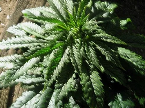 Vista cercana desde arriba de una planta de cannabis con follaje verde oscuro, hojas brillantes y varias puntas curvadas hacia abajo. Vista cercana desde arriba de una planta de cannabis con follaje verde oscuro, hojas brillantes y varias puntas curvadas hacia abajo.
